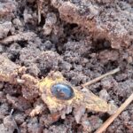 Золоті знахідки з металошукачем Nokta Legend 2 - фото #16959