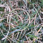 Золоті знахідки з металошукачем Nokta Legend 2 - фото #16989