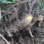 Золоті знахідки з металошукачем Nokta Legend 2 - фото #17282