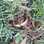 Золоті знахідки з металошукачем Nokta Legend 2 - фото #16940