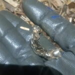 Зуби як знахідка. Приміряти будете? - фото #17357