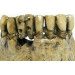 Зуби як знахідка. Приміряти будете? - фото #17355