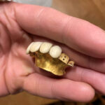 Зуби як знахідка. Приміряти будете? - фото #17368