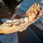 Зуби як знахідка. Приміряти будете? - фото #17358